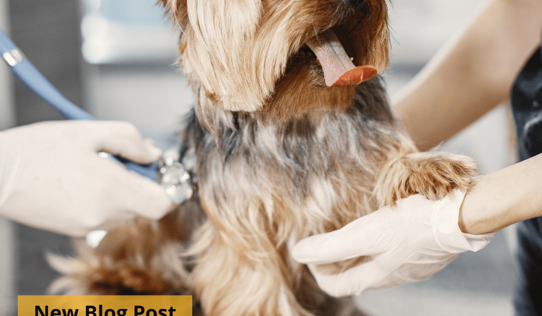 A yorkie having a physical examination by two veterinarians in white gloves.