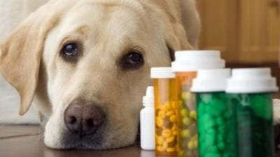 A yellow labrador retriever dog with its head laying on floor next to 5 vials of pills