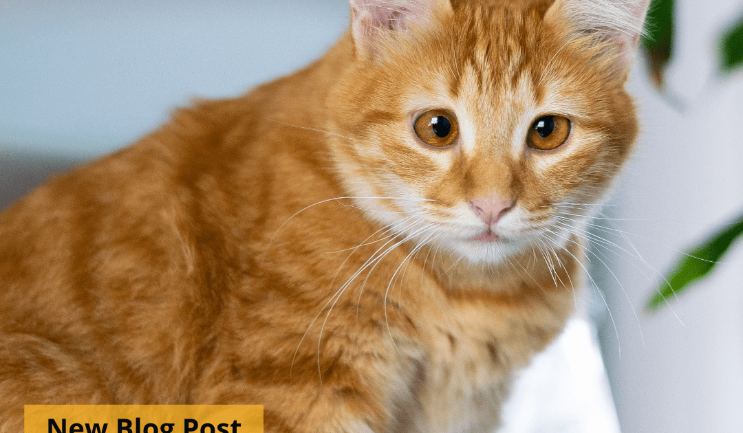 An orange cat with brown eyes looking into the camera.