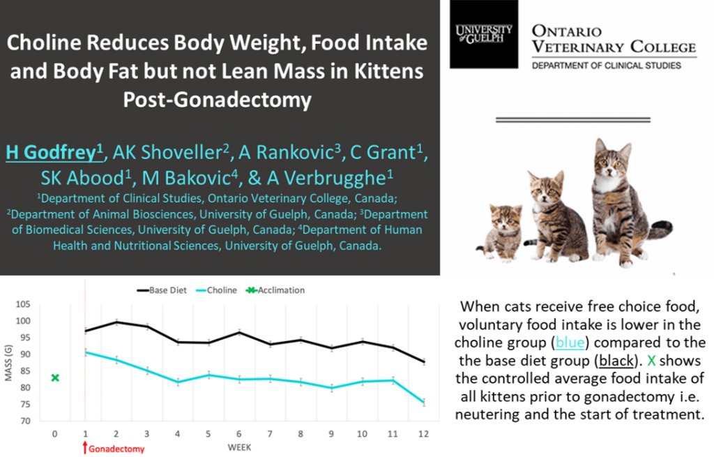 Choline reduces body weight, food intake and body fat but not lean mass in kittens post-gonadectomy. Shows graph that shows that when cats receive free choice food, voluntary food intake is lower in the choline group compared to the ase diet group. X on the graph shows the controlled average food intake of all kittens prior to gonadectomy i.e. neutering and the start of treatment