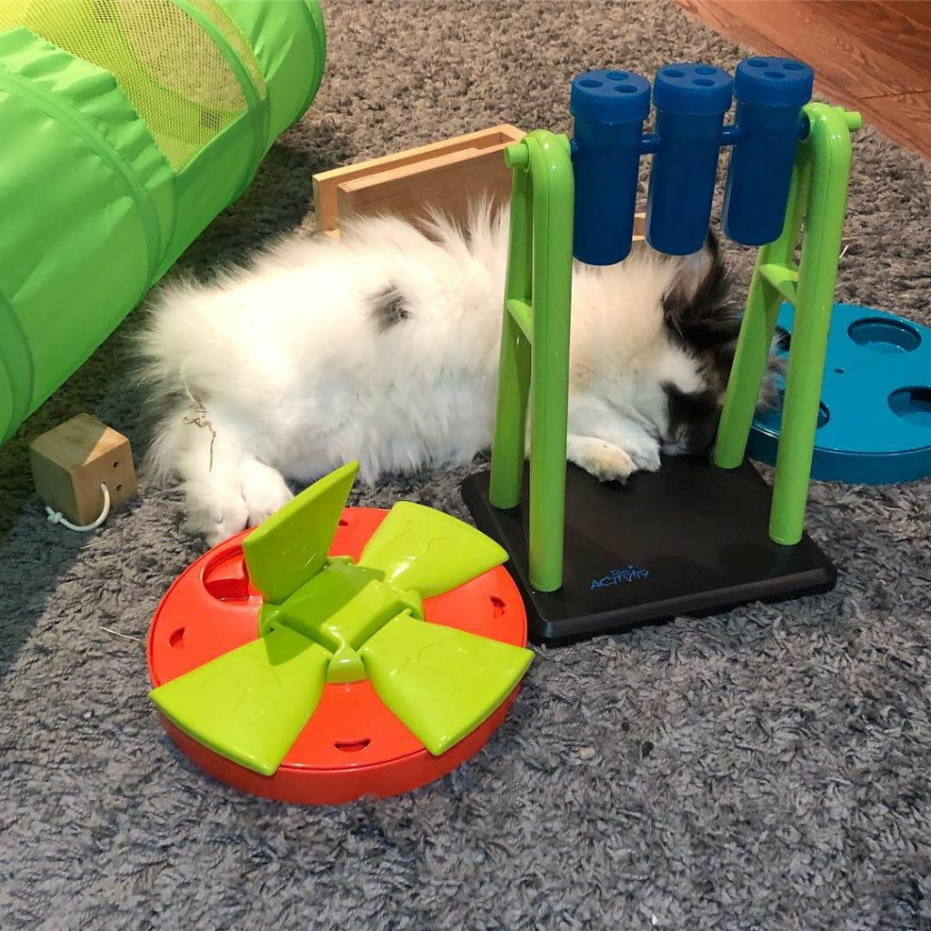 Fluffy rabbit surrounded by puzzle feeders.