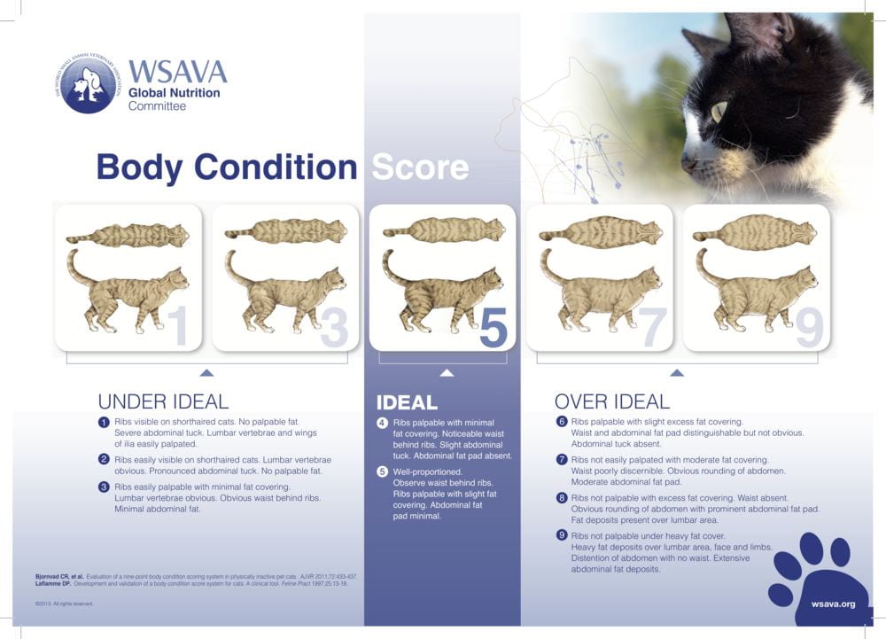 An infographic containing the text: WSAVA Global Nutrition Committee. Body Condition Score. Under Ideal: 1. Ribs visible on shorthaired cats. No palpable fat. Severe abdominal tuck. Lumbar vertebrae and wings of ilia easily palpated. 2. Ribs easily visible on shorthaired cats. Lumbar vertebrae obvious. Pronounced abdominal tuck. No palpable fat. 3. Ribs easily palpable with minimal fat covering. Lumbar vertebrae obvious. Obvious waist behind ribs. Minimal abdominal fat. Ideal: 4. Ribs palpable with minimal fat covering. Noticeable waist behind ribs. Slight abdominal tuck. Abdominal fat pad absent. 5. Well-proportioned. Observe waist behind ribs. Ribs palpable with slight fat covering. Abdominal fat pad minimal. Over Ideal: 6. Ribs palpable with slight excess fat covering. Waist and abdominal fat pad distinguishable but not obvious. Abdominal tuck absent. 7. Ribs not easily palpated with moderate fat covering. Waist poorly discernable Obvious rounding of abdomen. Moderate abdominal fat pad. 8. Ribs not palpable with excess fat covering. Waist absent. Obvious rounding of abdomen with prominent abdominal fat pad. Fat deposits present over lumbar area. 9. Ribs not palpable under heavy fat cover. Heavy fat deposits over lumbar area, Face and libs. Distention of abdomen with no waist. Extensive abdominal fat deposits." There is the WSAVA logo, a photo of a cat, and for each weight score there is a drawn photo of what the cat's weight looks like. There is also a drawn cat paw, with the wsava website, wsava.org.