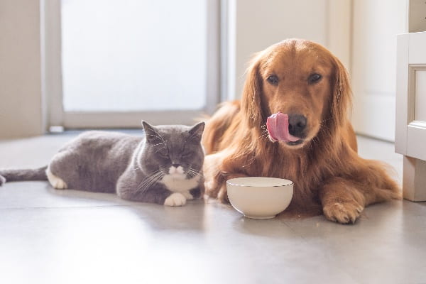 Grey cat laying down next to golden retriever dog. White bowl in front of dog