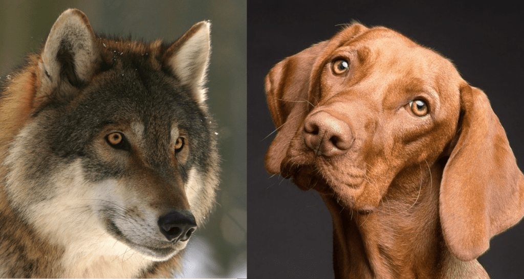 Headshot of a wolf (left) and a vizsla dog (right)
