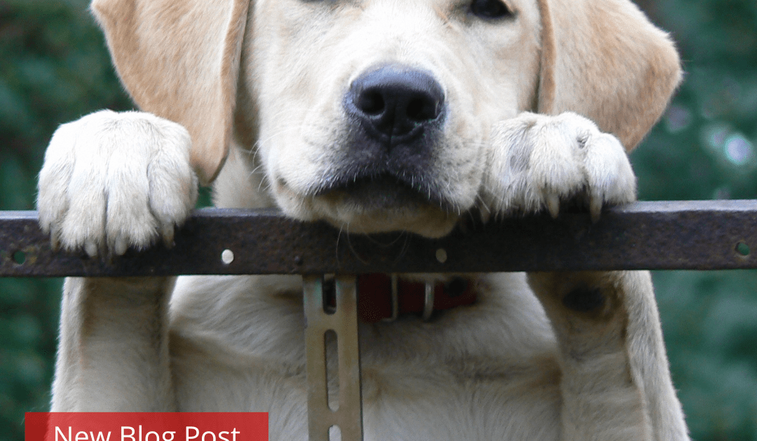 Yellow lab perched with it's head resting on a railing.