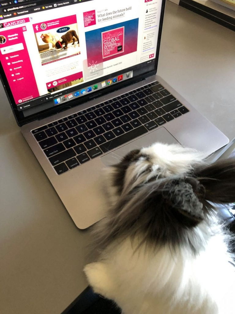 Rabbit looking at laptop screen