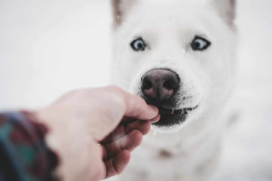 White dog taking a treat from someone's hand