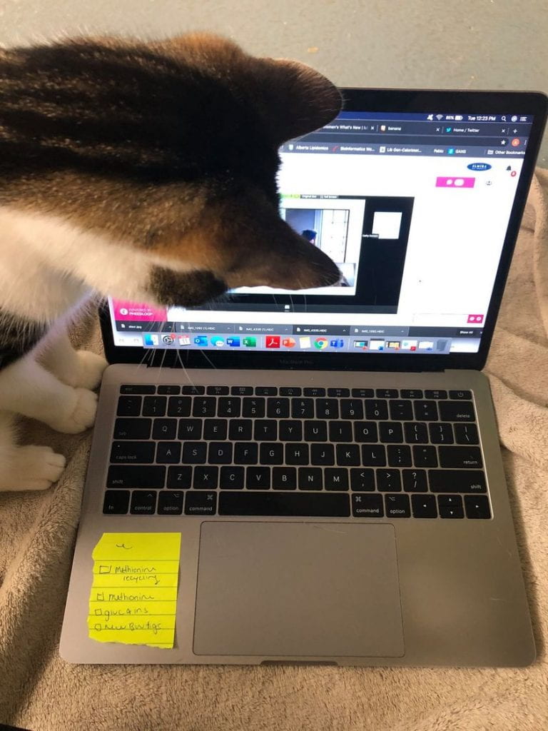 Cat standing over laptop looking down at the screen