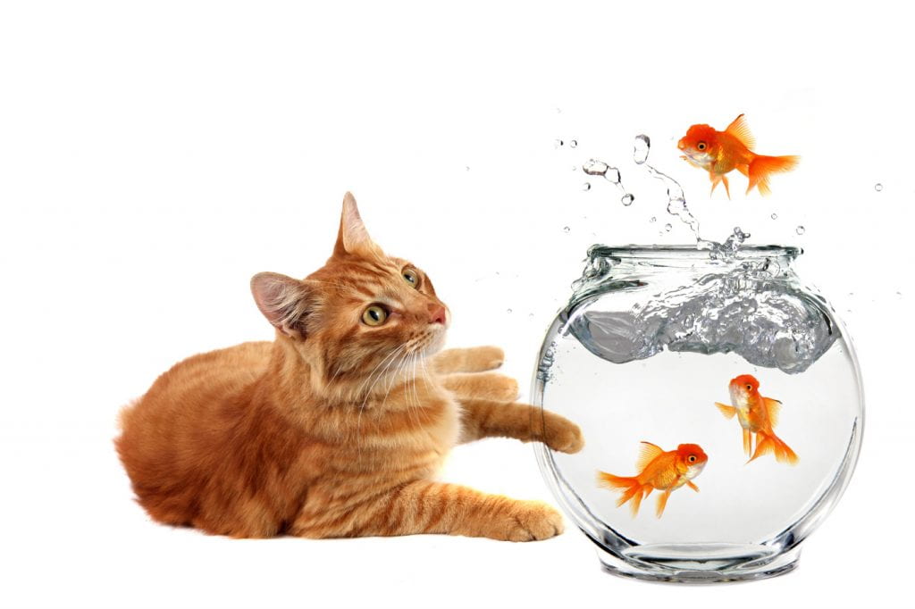A ginger cat looking at goldfish in a tank. One of the fish is jumping out of the tank. 