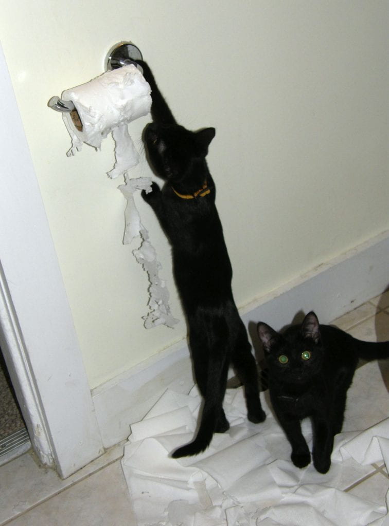 Two black cats pictured. One of the cats is attacking a toilet paper roll and there is shredded paper handing down.