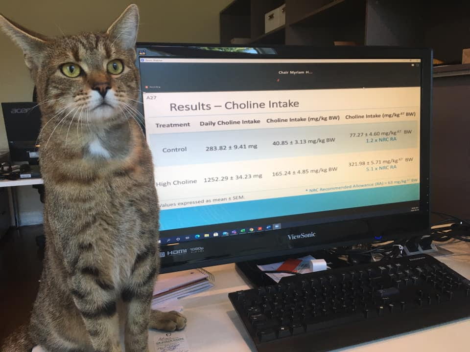 A tabby standing next to a computer. On the computer is the results of a choline intake study.