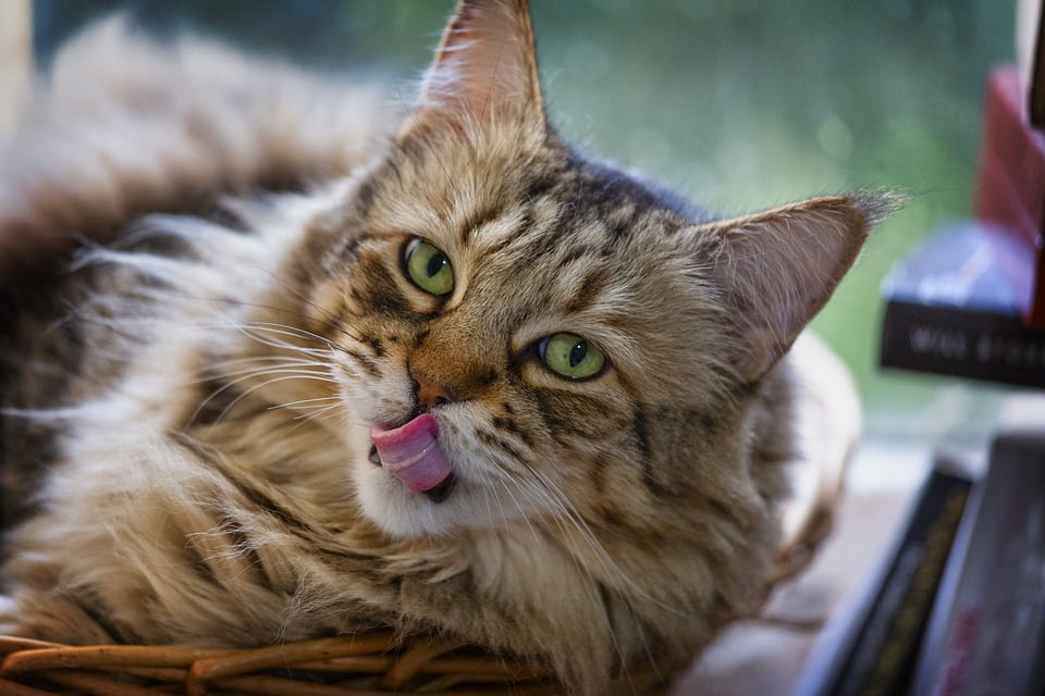 A Maine coon with green eyes licking its lips. 