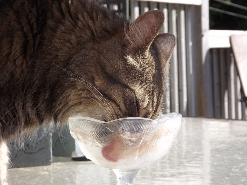 A tabby cat drinking from a crystal bowl on top of a glass table. 