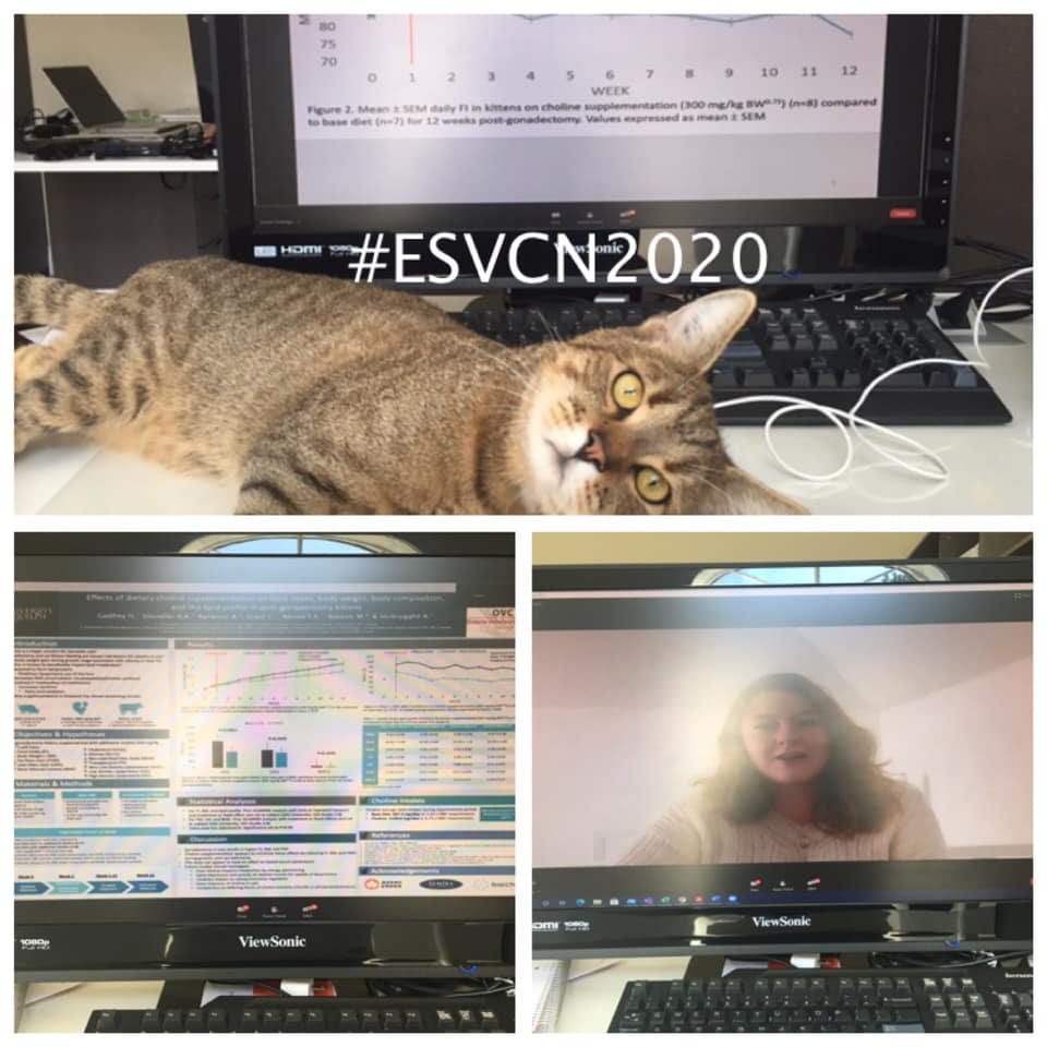 Three photos. The first photo shows a tabby laying across a computer. The screen of the computer is showing research results. The text, "#ESVCN2020" is overlaid on top of the photo in white text. The second photo shows a research poster on a computer screen. The third photo shows a woman speaking on a computer screen. 
