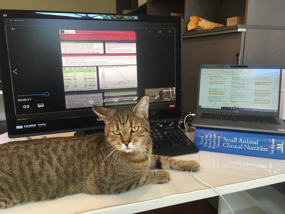 A tabby laying on top of a table. Also on the table is a computer monitor and a computer depicting the results of various research studies. There is also a textbook titled, "Small Animal Clinical Nutrition" on the table.