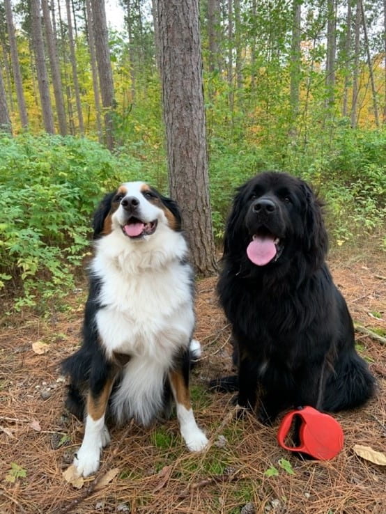A Bernese mountain dog/border collie cross and a purebred Newfoundland sitting on a trail. 