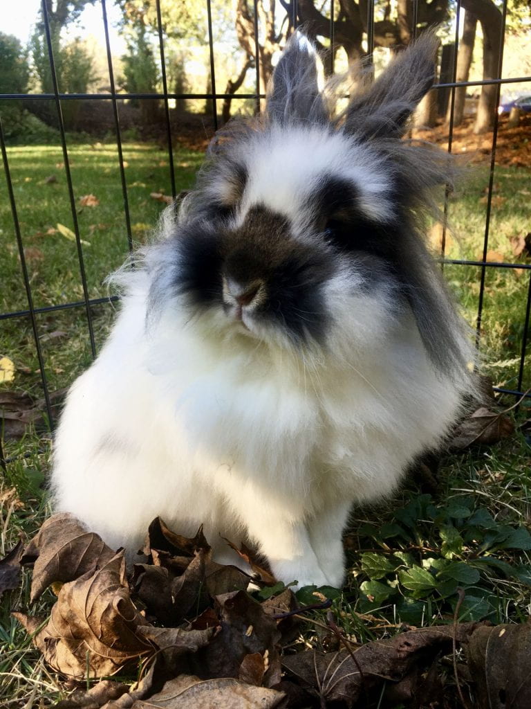 A white bunny with brown ears, and brown markings on its eyes and nose. 