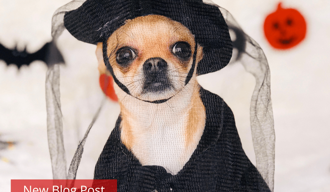 A chihuahua in a witches costume.