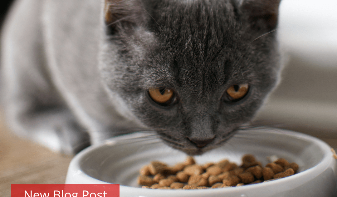 A grey cat eats from a white bowl.