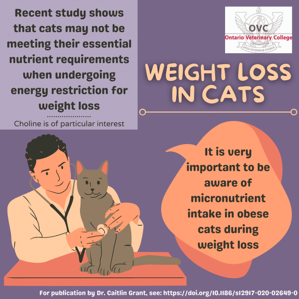 Weight loss in cats. A recent study shows that cats may not be meeting their essential nutrient requirements when undergoing energy restriction for weight loss. Choline is of particular interest. It is very important to be aware of micronutrient intake in obese cats during weight loss. For publication by Dr. Caitlin Grant, see: https://doi.org/10.1186/sl2917-020-02649-0.