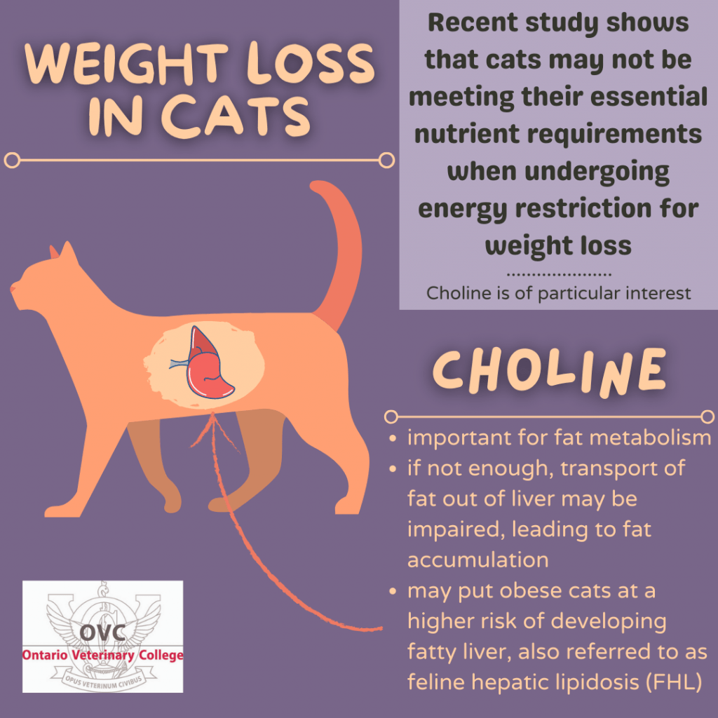 Weight loss in cats. A recent study shows that cats may not be meeting their essential nutrient requirements when undergoing energy restriction for weight loss. Choline is of particular interest. Choline: important for fat metabolism; if not enough, transport of fat out of liver may be impaired, leading to fat accumulation; may put obese cats at a higher risk of developing fatty liver aka feline hepatic lipidosis. 
