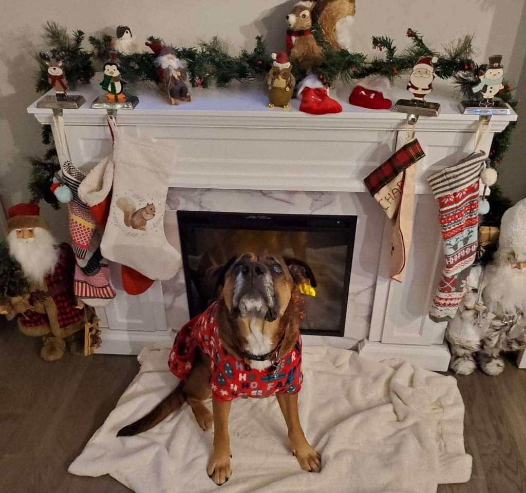 A dog in red Christmas pyjamas sitting in front of a white fireplace decorated with stockings, Santa figurines, garland, and squirrel, penguin and owl figurines. 