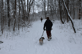 Two people walking through a winter forest walking a pug.