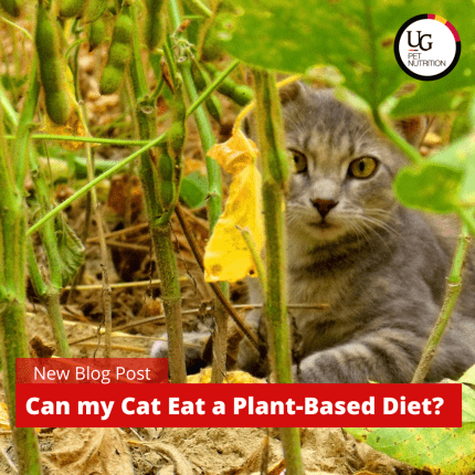 Can my Cat Eat a Plant-Based Diet?