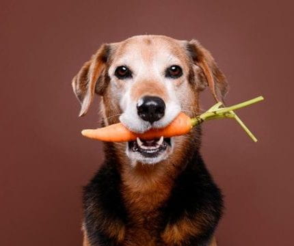 Comparing Plant-Based Diets for Dogs & Cats in Canada