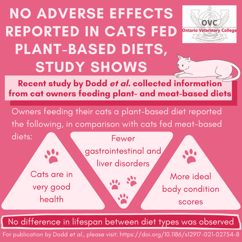 An infographic that states: "No adverse effects reported in cats fed plant-based diets, study shows. Recent study by Dodd et al. collected information from cat owners feeding plant- and meat-based diets. Owners feeding their cats a plant-based diet reported the following, in comparison with cars fed meat-based diets: Cats are in very good health, fewer gastrointestinal and liver disorders, and more ideal body condition scores. No difference in lifespan between diet types was observed. For publication by Dodd et al., please visit: https://doi.org/10.1186/s12917-021-02754-8." There is also the OVC logo, and a drawn photo of a cat.