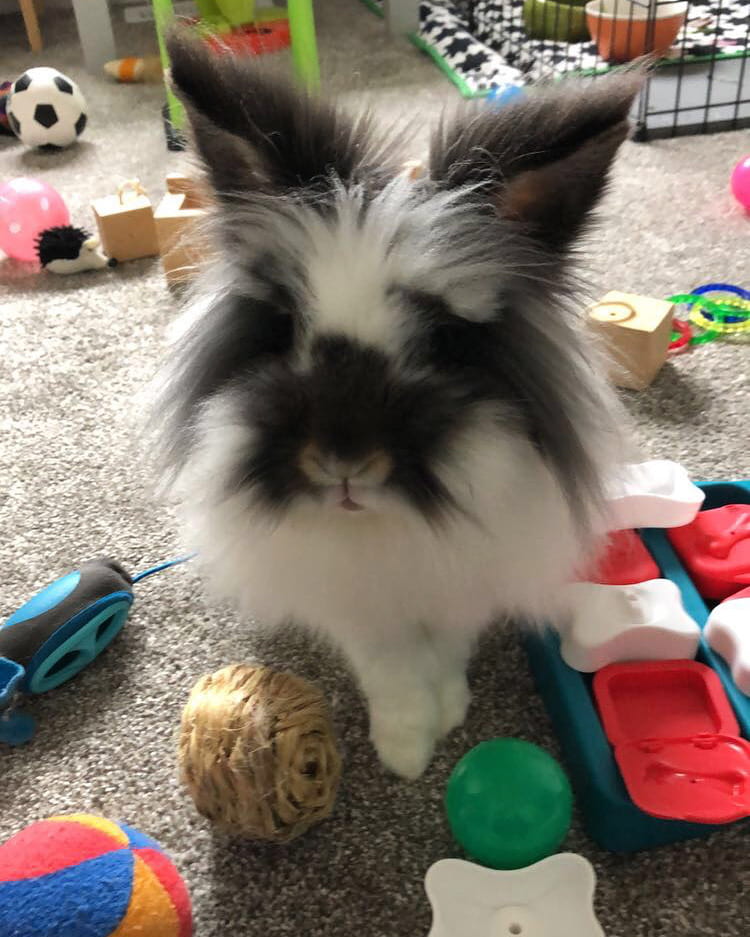 A furry bunny around a lot of pet toys.