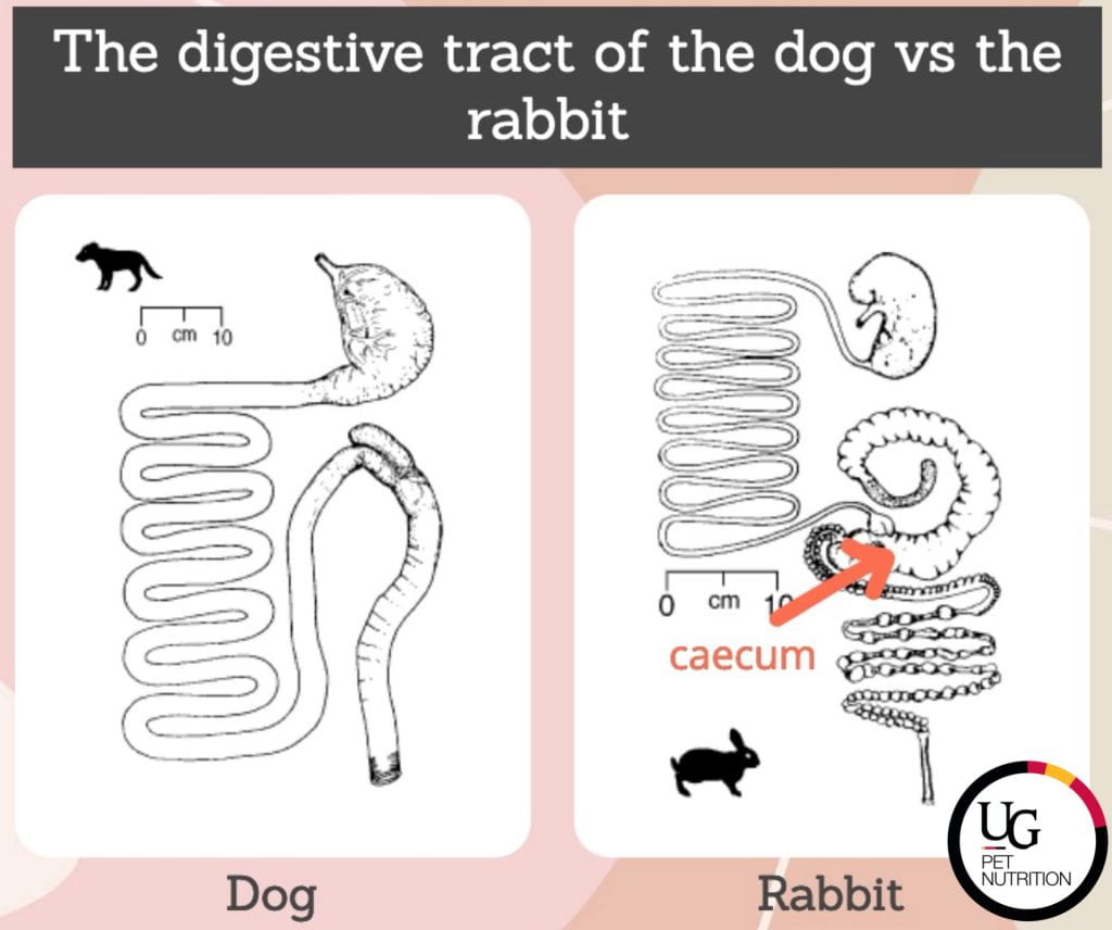 An infographic that says: The digestive tract of the dog vs the rabbit: Including 2 photos comparing the dog's digestive tract with the rabbit's. The dog's is shorter, while the rabbit's is longer and has a caecum. 