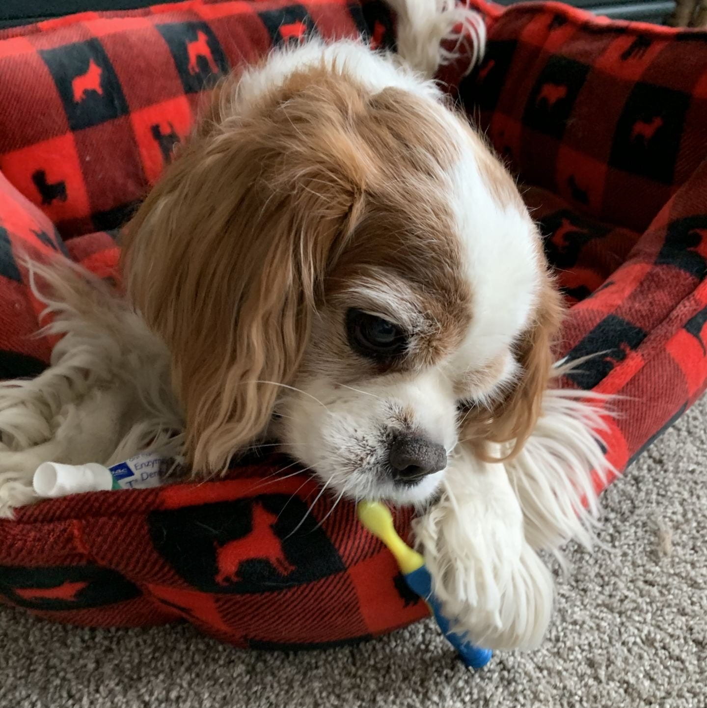 A small dog holding a toothbrush in it's own bed.