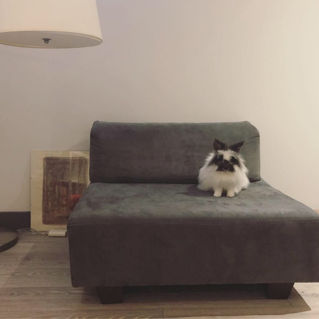 A furry bunny sitting on a small couch.