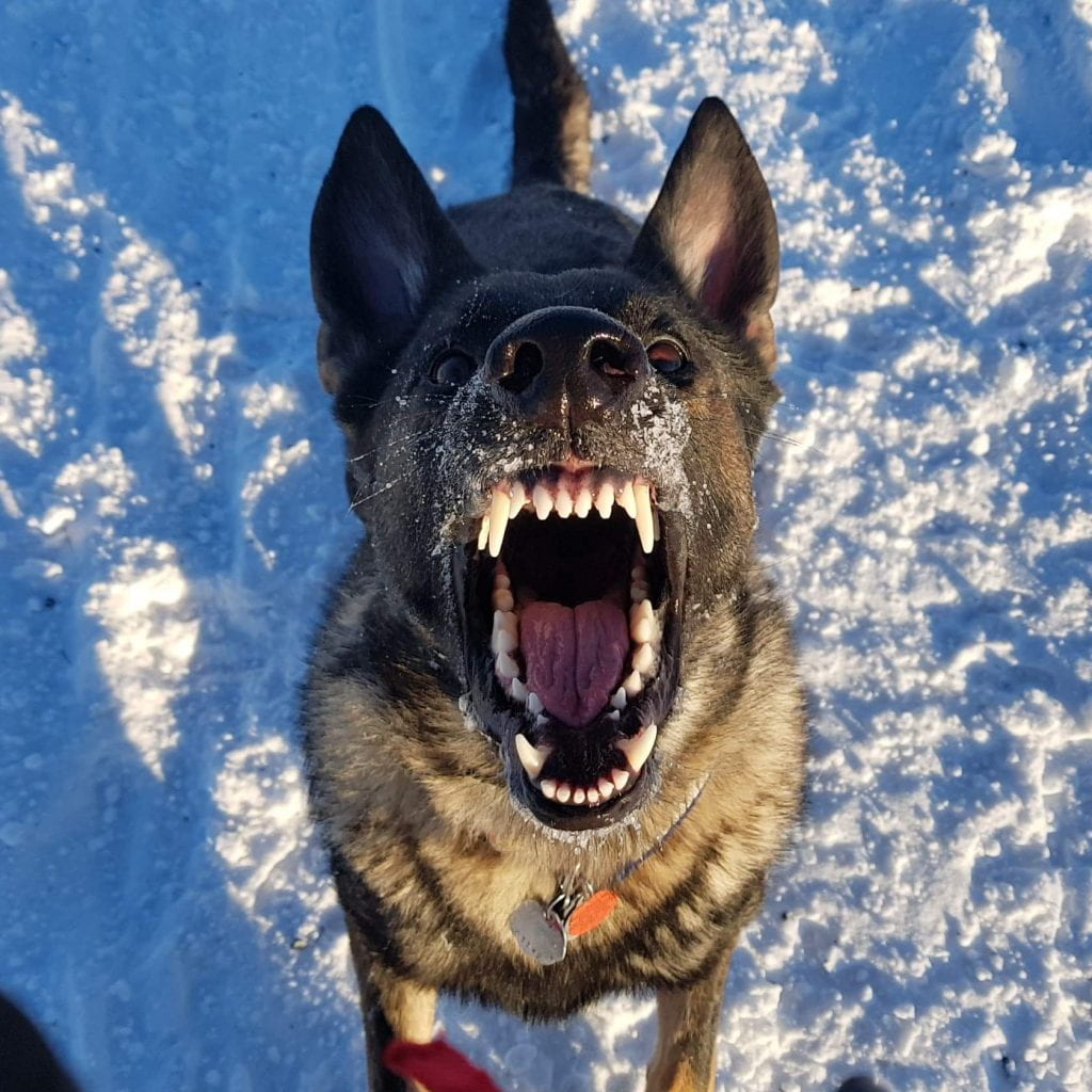 A dog in the snow, spreading it's mouth open wide.
