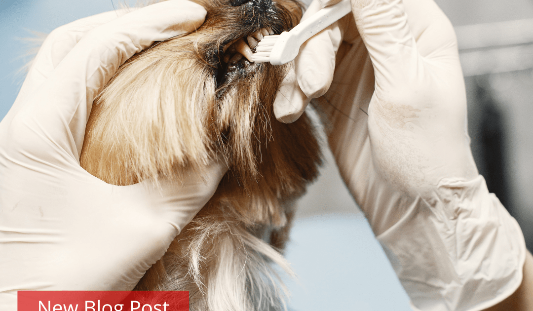 A person with white gloves on cleaning a yorkie's teeth
