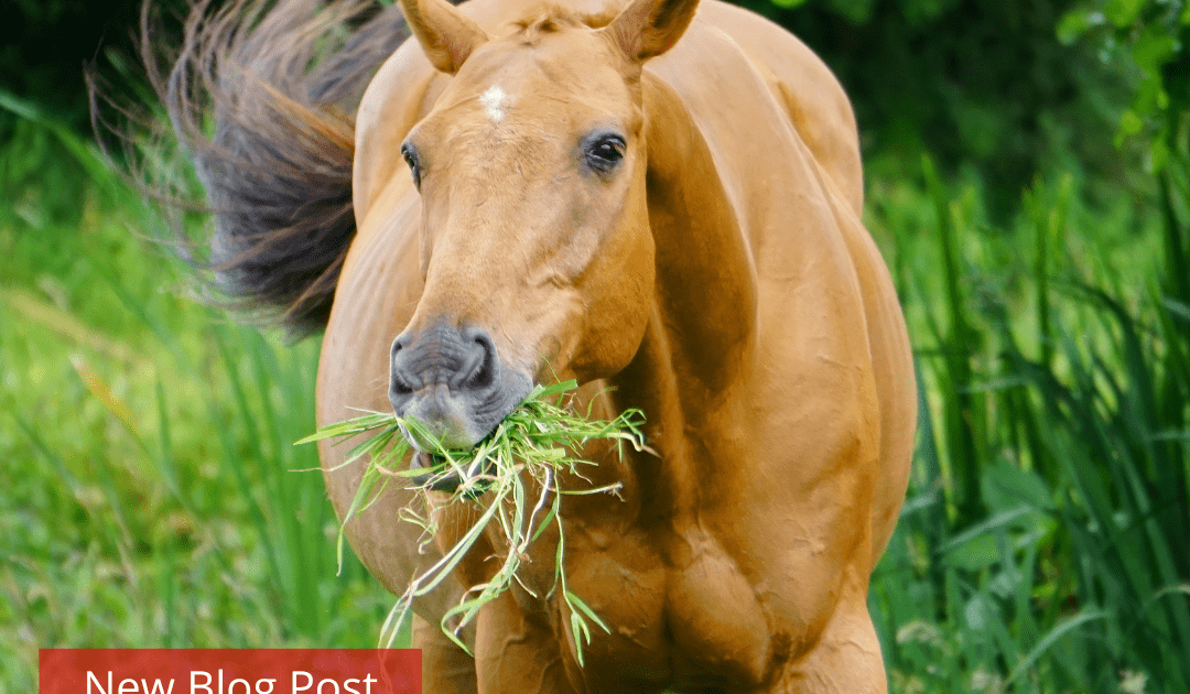 A brown horse with a mouthful of grass