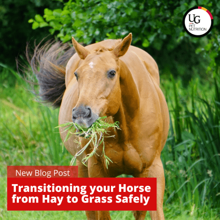 Transitioning your horse from hay to grass safely this spring.