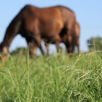 Transitioning your horse from hay to grass safely this spring.