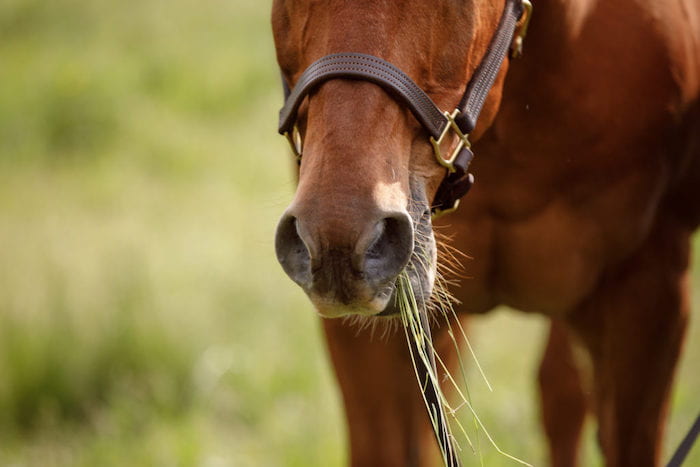 A horse's mouth eating hay
