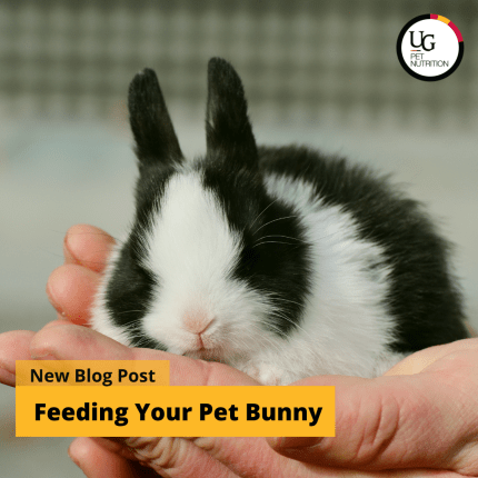 Feeding Your Pet Bunny