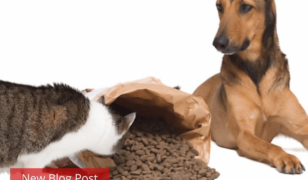 A cat and a dog in front of a bag of spilled pet food