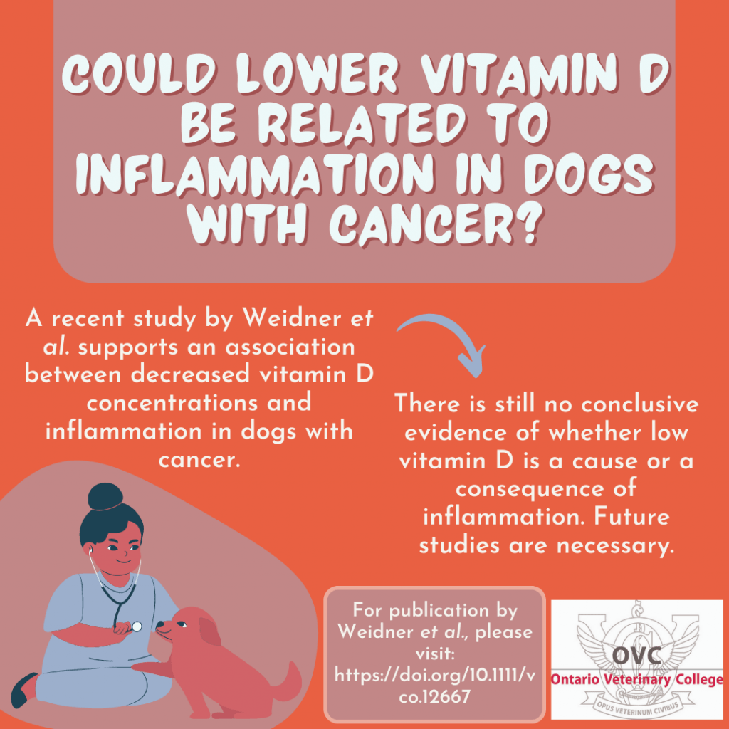 An infographic containing the text "Could lower vitamin D be related to inflammation in dogs with cancer? A recent study by Weidner et al. supports an association between decreased vitamin D concentrations and inflammation in dogs with cancer. There is still no conclusive evidence of whether low vitamin D is a cause or a consequence of inflammation. Future studies are necessary. For publications by Weidner et al., please visit https://doi.org/10.1111/vco.12667" Along with an animated photo of a veterinarian helping a dog, and the OVC logo.