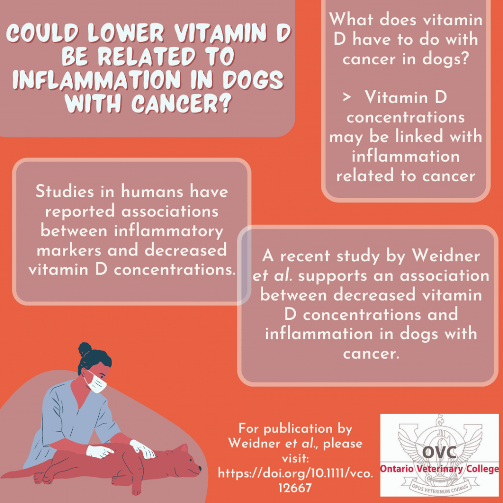 An infographic with the following text: "Could Lower Vitamin D Be Related to Inflammation in Dogs With Cancer? Studies in Humans have reported associations between inflammatory markers and decreased vitamin D concentrations. What does vitamin D have to do with cancer in dogs? > Vitamin D concentrations may be linked with inflammation related to cancer. A recent study by Weidner et al. supports an association between decreased vitamin D concentrations and inflammation in dogs with cancer. For publications by Weidner et al., please visit https://doi.org/10.1111/vco.12667" Along with an animated photo of a veterinarian helping a dog, and the OVC logo.