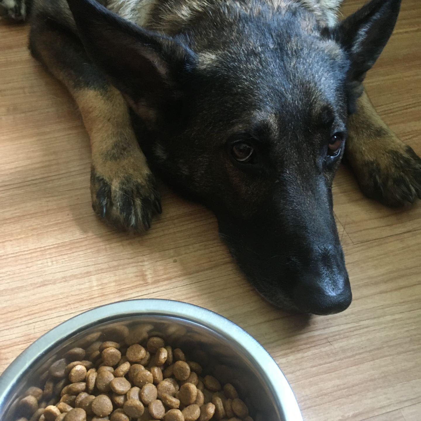 A german shepherd dog laying down on hardwood flooring with its head between its front legs. In front of the dog's nose is a metal bowl full of kibble. 