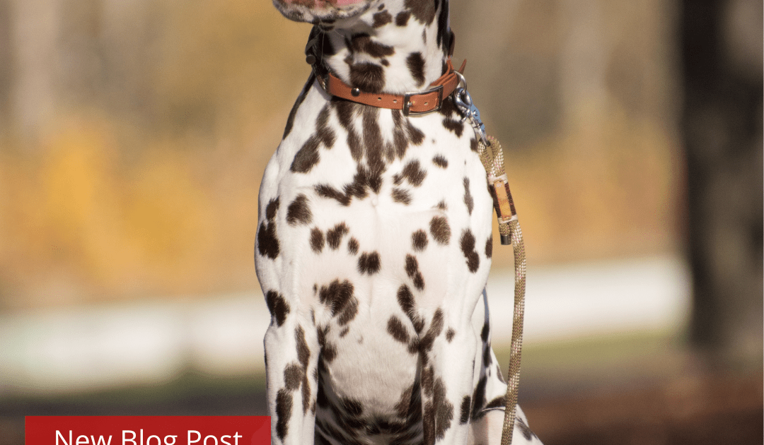 Dalmatian sitting and looking off camera