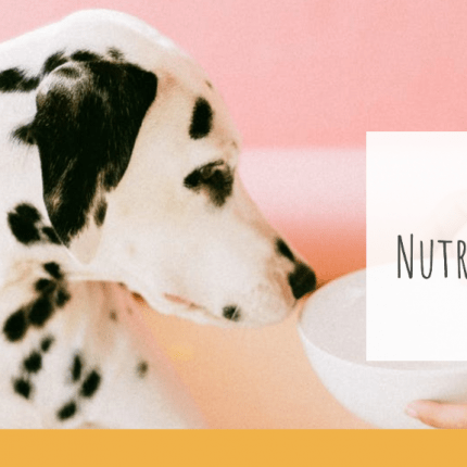 10 + 1 Nutritional Considerations for Dalmatians