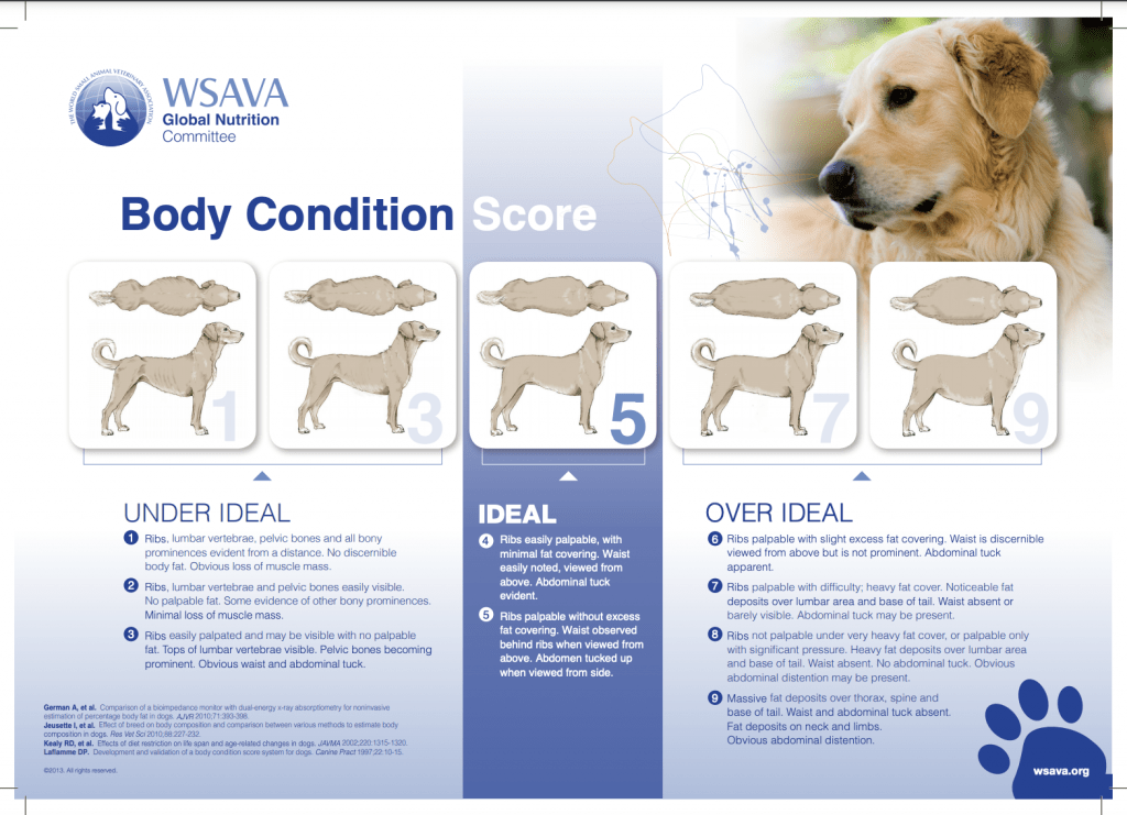 An infographic containing the following text: "WSAVA Global Nutrition Committee. Body Condition Score: Under Ideal: 1. Ribs, Lumbar vertabrae, pelvic bones and all bony prominences evident from a distance. No discernible body fat. Obvious loss of muscle mass. 2. Ribs lumbar vertabrae and pelvic bones easily visible. No palpable fat. Some evidence of other bony prominences. Minimal loss of muscle mass. 3. Ribs easily palpated and may be visible with no palpable fat. Tops of lumber vertabrate visible. Pelvic bones becoming prominent. Obvious waist and abdominal tuck. Ideal: 4. Ribs easily palpable, with minimal fat covering . Waist easily noted, viewed from above. Abdominal tuck evident. 5. Ribs palpable without excess fat covering. Waist observed behind ribs when viewed from above. Abdomen tucked up when viewed from side. Over Ideal: 6. Ribs palpable with slight excess fat covering. Waist is discernable viewed from above but is not prominent. Abdominal tuck apparent. 7. Ribs palpable with difficulty; heavy fat cover. Noticeable fat deposits over lumbar areas and base of tail. Waist absent or barely visible. Abdominal tuck may be present. 8. Ribs not palpable under very fat cover, or palpable only with significant pressure. Heavy fat deposits over lumbar area and base of tail. Waist absent. No abdominal tuck. Obvious abdominal distention may be present. 9. Massive fat deposits over thorax, spine and base of tail. Waist and abdominal tuck absent. Fat deposits on neck and limbs. Obvious abdominal distention." Which is along with a photo of a dog and animated photos of the different dog weights. 