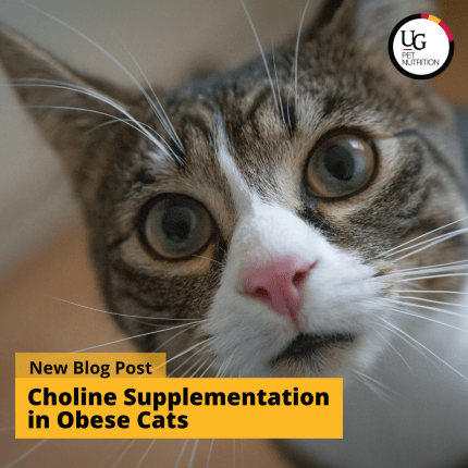 Choline-Supplementation in Obese Cats