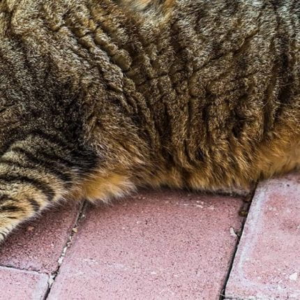 Choline-Supplementation in Obese Cats